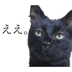 [LINEスタンプ] 黒猫トムチ1