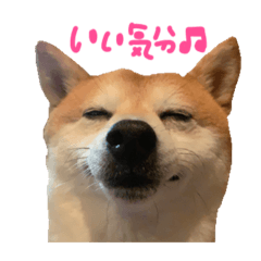 [LINEスタンプ] そんなに可愛くてどうするの？