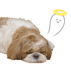 [LINEスタンプ] シーズーのころん