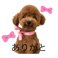 [LINEスタンプ] トイプードルのココまるくん