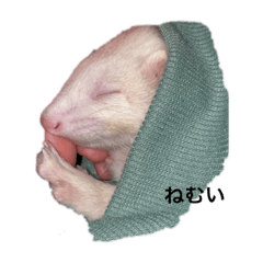 [LINEスタンプ] しらたまフェレット