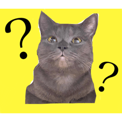 [LINEスタンプ] チャン 可愛い