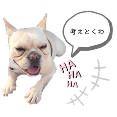 [LINEスタンプ] frenchie mugi #01