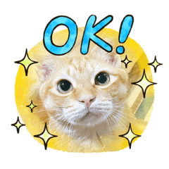 [LINEスタンプ] 柑橘ねこ