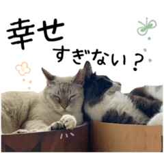 [LINEスタンプ] ビビカイのイチャコラスタンプ