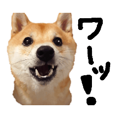 [LINEスタンプ] 豆柴こてつスタンプ NO.1