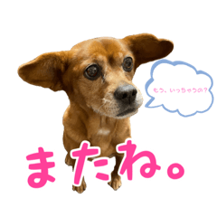 [LINEスタンプ] まろんの日常(犬)