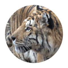 [LINEスタンプ] 2匹の虎 虎の年 スタンプの画像（メイン）