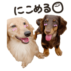 [LINEスタンプ] 胴長短足にことめる。