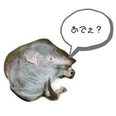 [LINEスタンプ] スンクスのけんじんくん