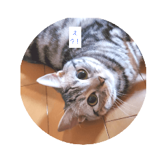 [LINEスタンプ] こはだ日和