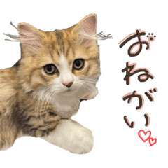 [LINEスタンプ] たぬ吉スタンプ☆生後3ヶ月☆