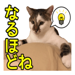 [LINEスタンプ] たぬきちさんのスタンプ