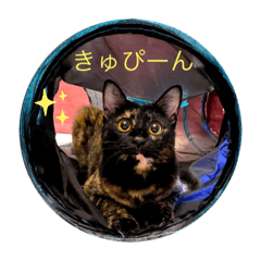 [LINEスタンプ] テンちゃんスタンプその4