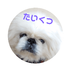 [LINEスタンプ] ペキニーズ顔で、表現
