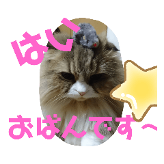 [LINEスタンプ] 福島弁もふもふちゃめたん2