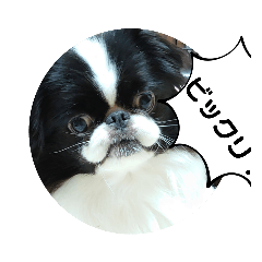[LINEスタンプ] 狆面白言葉