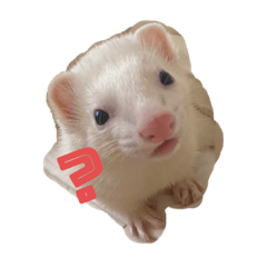 [LINEスタンプ] フェレットのしらたま