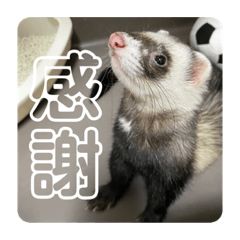 [LINEスタンプ] 同居人のイタチ 第二弾