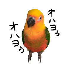 [LINEスタンプ] お鳥様スタンプ