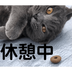 [LINEスタンプ] ペットで代弁②