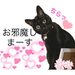 [LINEスタンプ] 黒猫にこの日常使いスタンプ