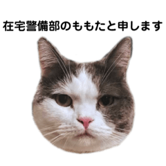 [LINEスタンプ] 会社員の猫のももた