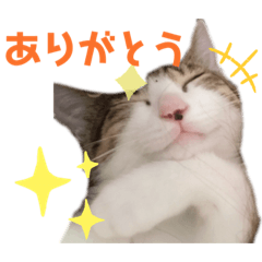 [LINEスタンプ] ハチワレ猫『めっちゃん♂』