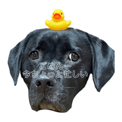 [LINEスタンプ] くろいほう