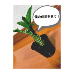 [LINEスタンプ] キンちゃんとドラちゃん