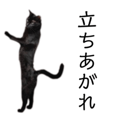 [LINEスタンプ] 表情豊かな黒猫びびちゃんスタンプ3