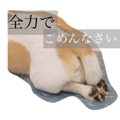 [LINEスタンプ] うちの子龍