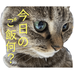 [LINEスタンプ] ウチのちょん。