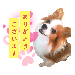 [LINEスタンプ] パピヨンのアポロちゃん