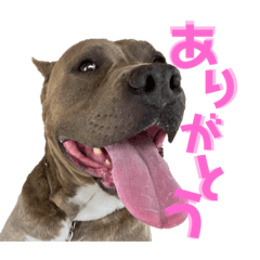 [LINEスタンプ] 【ピットブル】ボンズのスタンプ