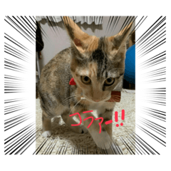 [LINEスタンプ] こむぎ子(Part1)