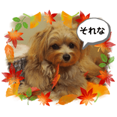 [LINEスタンプ] ポメプーのシフォンちゃん！