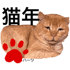 [LINEスタンプ] ハーツシェルター保護猫支援・冬