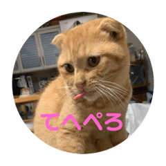 [LINEスタンプ] 茶トラのこたくん