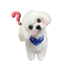 [LINEスタンプ] チワビションのマロたんスタンプ