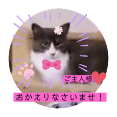 [LINEスタンプ] 可愛いはちわれちゃんスタンプ