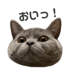 [LINEスタンプ] ネコのムーチョ