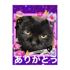 [LINEスタンプ] 黒猫のチップ