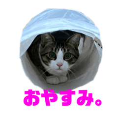 [LINEスタンプ] ここと茶々プラス