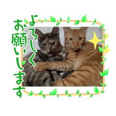 [LINEスタンプ] チャチャかしこの日常と時々家族