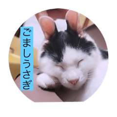 [LINEスタンプ] ガッシーねこーずスタンプ2021年冬