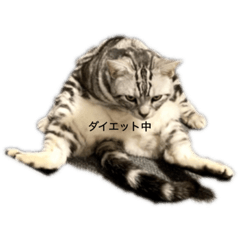 [LINEスタンプ] にゃま太朗