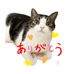 [LINEスタンプ] 毎日ミュウちゃん