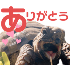 [LINEスタンプ] カメ ネコ イヌ トリ