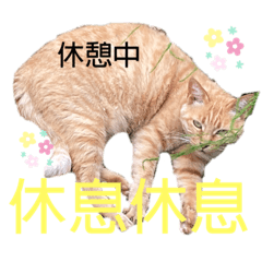 [LINEスタンプ] 猫 中国語・日本語スタンプ
